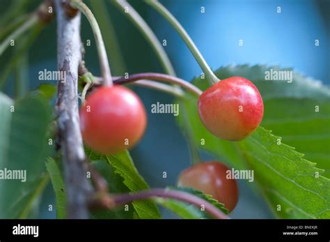 Fruit Of The Flowering Cherry Tree Prunus Kanzan Stock Photo Alamy