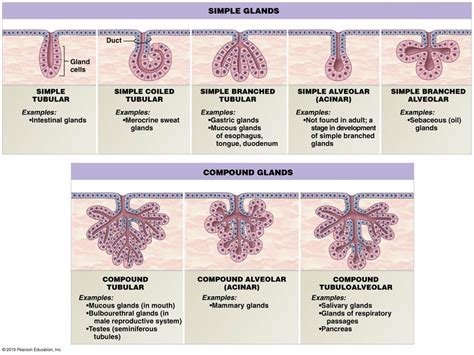 Histology Of Exocrine Glands Glandular Epithelium Classification Of