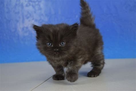Black Solid Ragdoll Kitten Ragdoll Kitten Munchkin Cat Kittens
