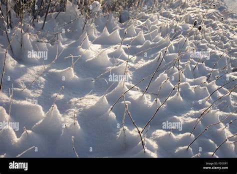 Heaps Of Fresh Snow Around Plant Stems After Snowfall Stock Photo Alamy