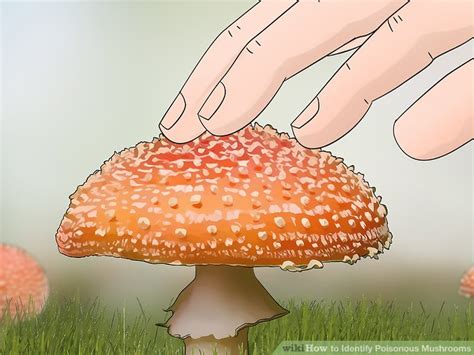 How To Identify Poisonous Mushrooms Teachpedia