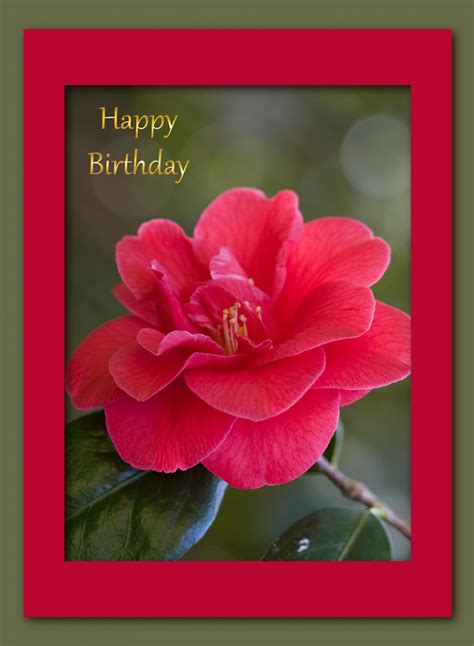 Red Rose Birthday Card Free Stock Photo Public Domain Pictures