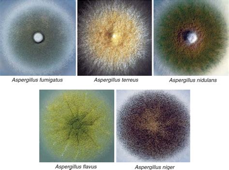 Pdf Aspergillus Fumigatus And Related Species Semantic Scholar