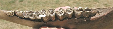 Bison Tooth With Stylid Bison Jaw