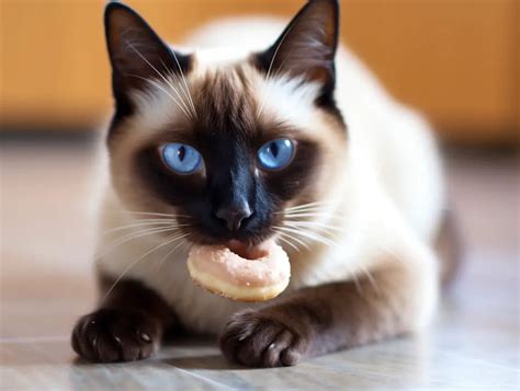 What Do Siamese Cats Eat