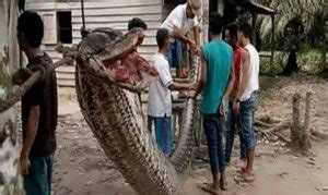 Woman Swallowed By Giant Python In Indonesia Mina News Agency