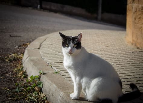 Angry Fat Cat Radoslav Bonev Flickr