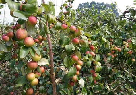 Full Sun Exposure Red Ball Sundari Apple Ber Plant For Fruits At Rs 30
