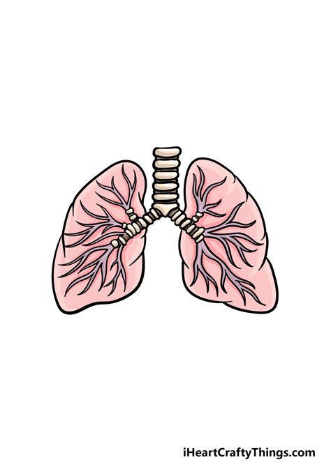 Drawing Of Lung How To Draw Lungs Really Easy Drawing Tutorial