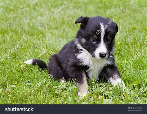 Border collies interacting in front of white background. 6 Week Old Tri-Colored Border Collie Puppy Sitting In The Grass Stock Photo 48430525 : Shutterstock
