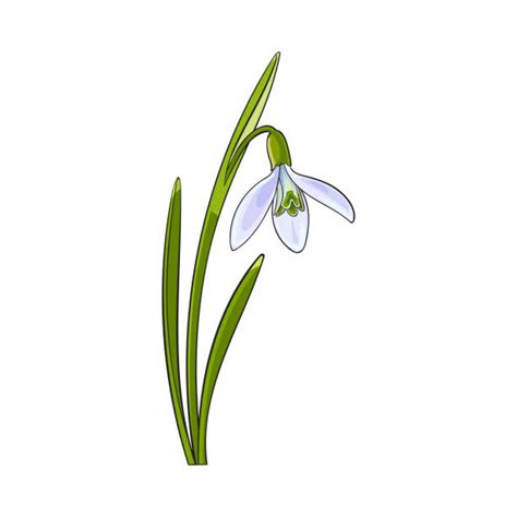 Snowdrop Flowers Illustrations Royalty Free Vector Graphics And Clip Art