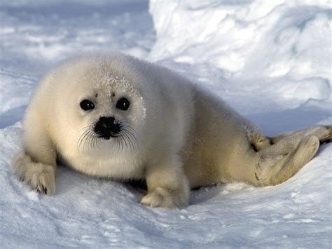 Animals Seals Snow Baby Animals Wallpapers Hd Desktop And Mobile