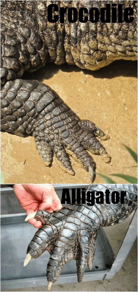 Alligators belong to the same family as crocodiles but belong to a different subgroup known as alligatoridae. Know the Difference Between Crocodiles And Alligators