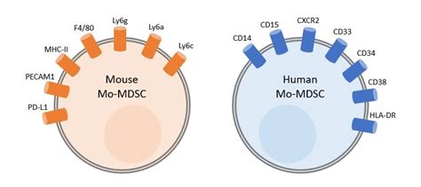 A Guide To Monocytic Mdsc Markers Biocompare The Buyers Guide For