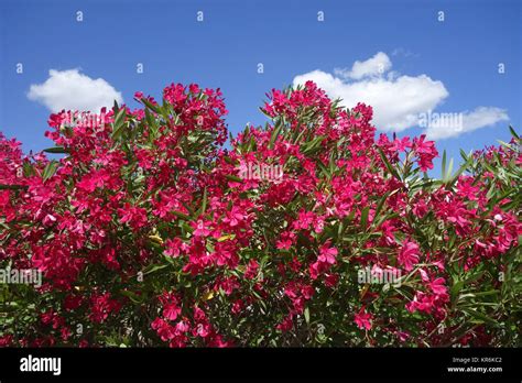 Rosa Blühenden Oleander Busch Stockfotografie Alamy