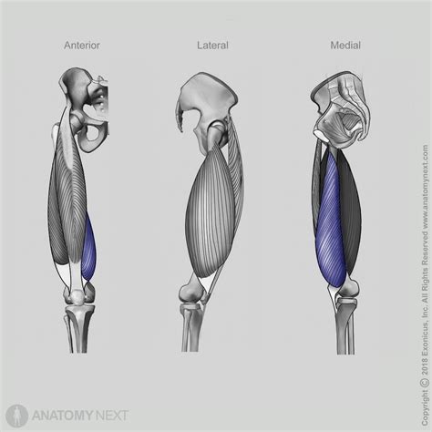 Vastus Medialis Encyclopedia Anatomyapp Learn Anatomy 3d