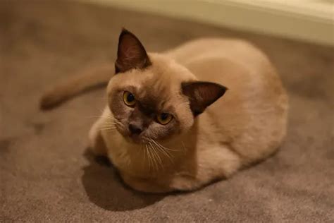 Burmese Cat Information And Care