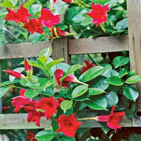 Buy Mandevilla Flower Plant Red Online Best Price India