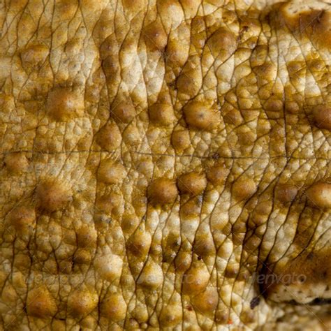 Close Up Of Frog Skin By Lifeonwhite Graphicriver