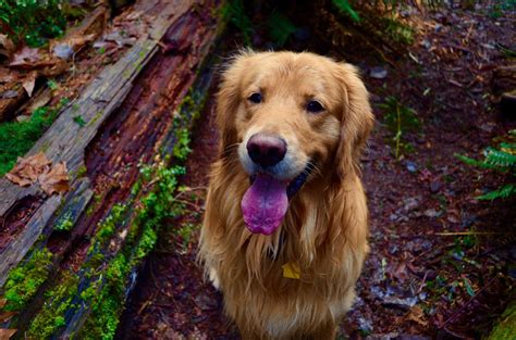 Golden Retriever, Golden Retriever puppy, Golden Retriever dog, greenery, woodland, f… | Golden ...