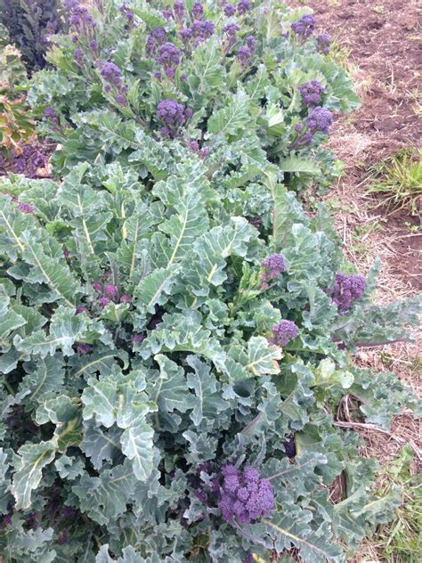 Vegetable Broccoli Sprouting Early Purple 500 Seeds Johnsons Seeds Free