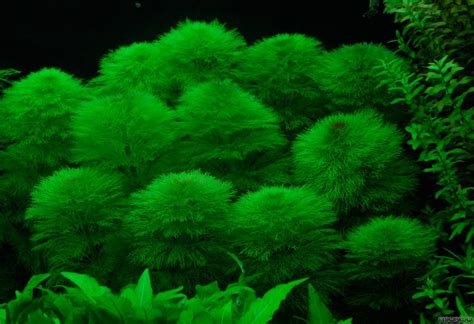 Limnophila Aquatica Riesen Sumpffreund Flowgrow Wasserpflanzen