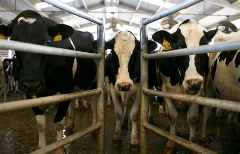 Cows Milk Found In Breast Milk Sold Online KQED