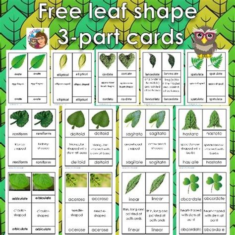 Leaves Shapes Botany 3 Part Cards Free Pdf Leaf Shapes Preschool