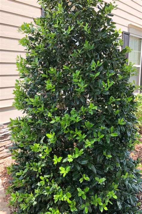 With rapid growth rates of 3 to 5 feet per year, thuja green. 7 Fast Growing Evergreen Trees and Shrubs | Evergreen ...