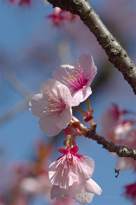 A Oikawa Blog On Tumblr 寒桜（かんざくら） Winter Cherry Blossoms Prunus X