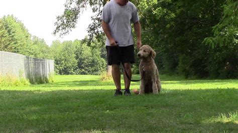 Goldendoodle First Day Of Obedience Training Youtube