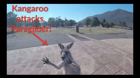 Kangaroo Attacks Paraglider Must See Youtube