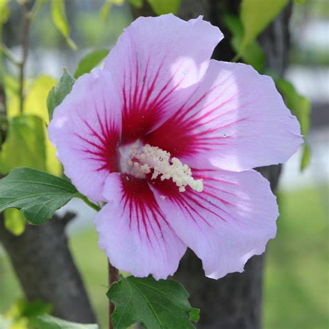 Online Orchards 1 Gal Red Heart Rose Of Sharon Hibiscus Shrub Exotic