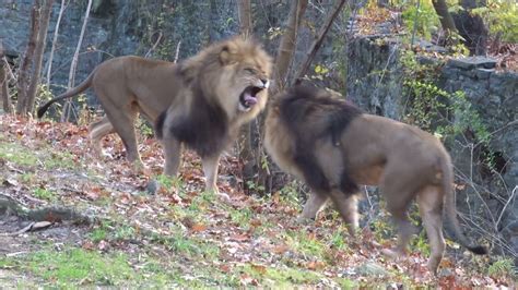 Two Male Lions At Bronx Zoo 1 Youtube
