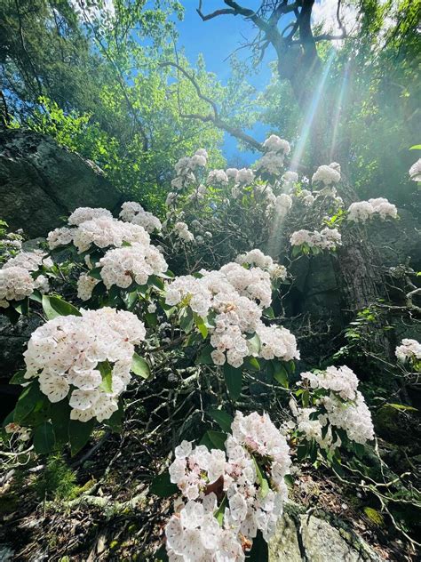 Peak Bloom For Mountain Laurel In The Hudson Valley