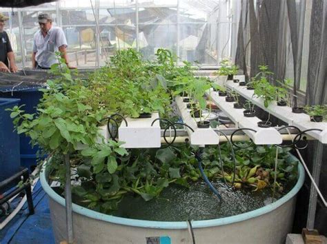How To Build An Aquaponics System From Scratch 2019 Update