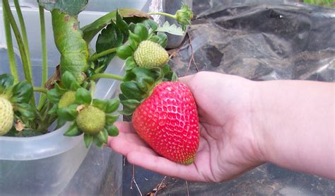 Consejos para cultivar fresas en macetas Cultivar fresas Macetas de fresas Jardinería en macetas