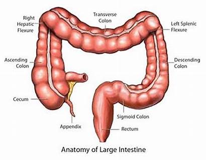 Colon Sigmoid Anatomy Tract Gastrointestinal Cancer Digestive