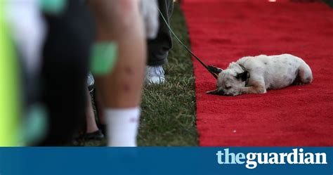 Worlds Ugliest Dog Competition 2016 In Pictures Life And Style