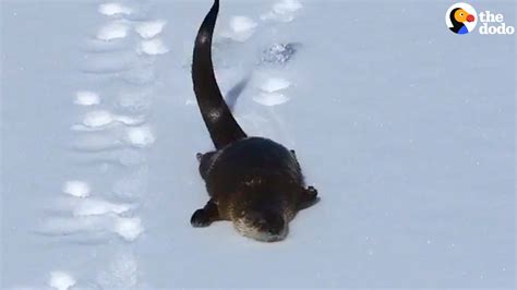 River Otter Loves To Slide In The Snow Youtube
