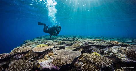 Ten Reasons To Visit Okinawa Scuba Diving For One
