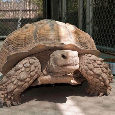 What To Feed Your Tortoise To Keep Them Healthy Desert Tortoise