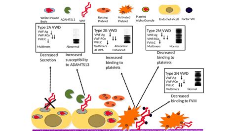 Von Willebrand Factor And Von Willebrand Disease Di Paola Lab