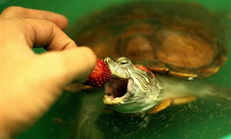 Turtles Eating Things 15 Pics