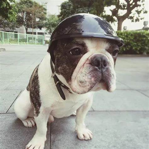 Biker Hat Pets Helmets Ridding Cap Abs Doggie Protect For Sports Dog