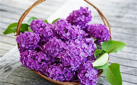Spring Lilac Flowers Purple Wallpaper Nature And Landscape