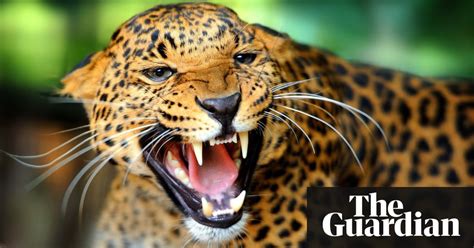 Conservationists Who Have Uncovered A Growing Illegal Trade In Jaguar