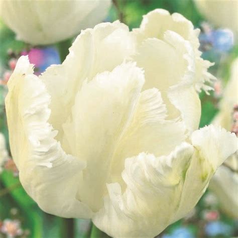 White Parrot Tulip Bulbs Buy At Nature Hills Nursery