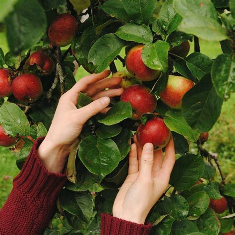 Apple Harvest Harvest Time Apple Tree Red Apple Apple Orchard