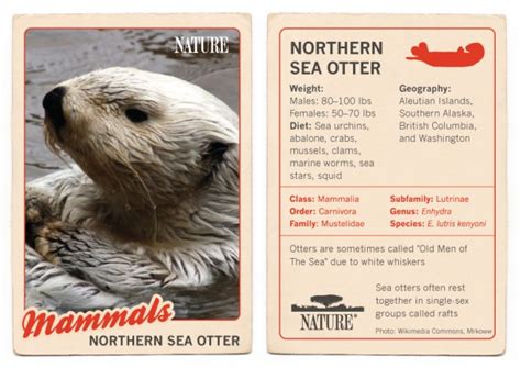 Infographic Northern Sea Otter Nature Pbs